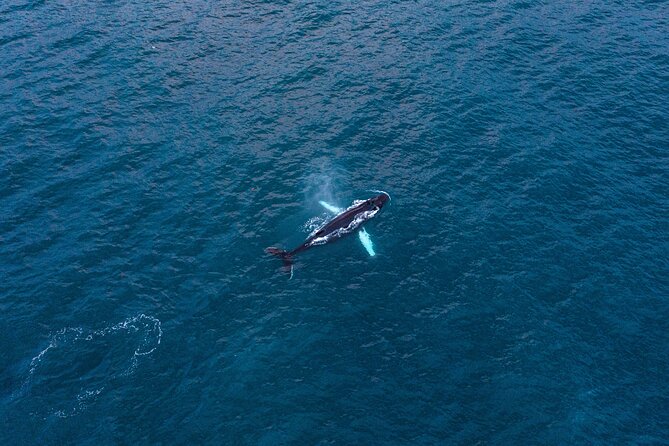 Big Whales & Puffins RIB boat tour from Húsavík - Why this Húsavík RIB trip feels different