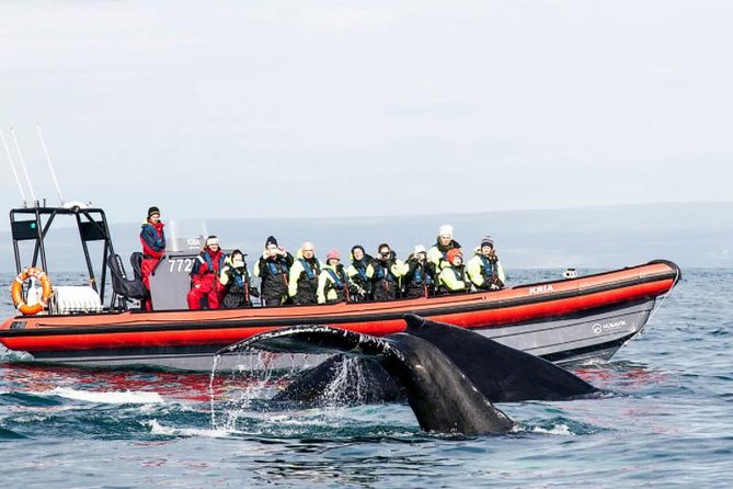 Big Whales & Puffins RIB boat tour from Húsavík - Crossing Skjálfandi Bay in search of whales