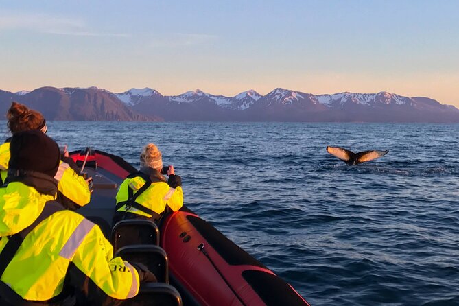 Big Whales & Puffins RIB boat tour from Húsavík - Puffin Island and the Tjörnes peninsula