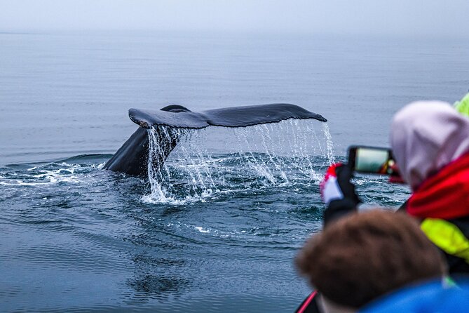 Big Whales & Puffins RIB boat tour from Húsavík - What the two-hour schedule really gives you