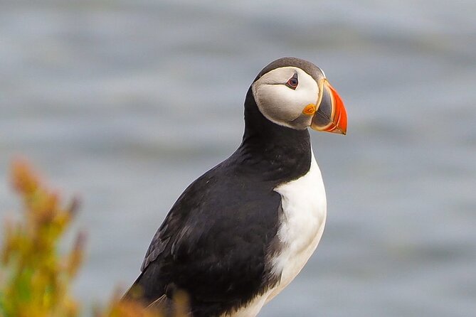 Big Whales & Puffins RIB boat tour from Húsavík - Who should book this tour?