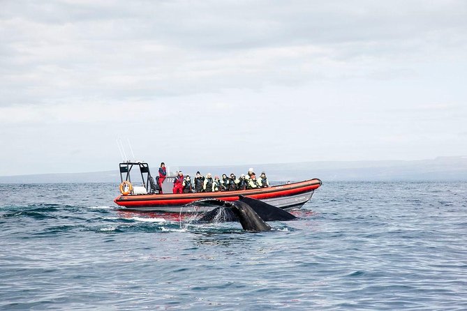 Big Whales & Puffins RIB boat tour from Húsavík - Setting out from Húsavík