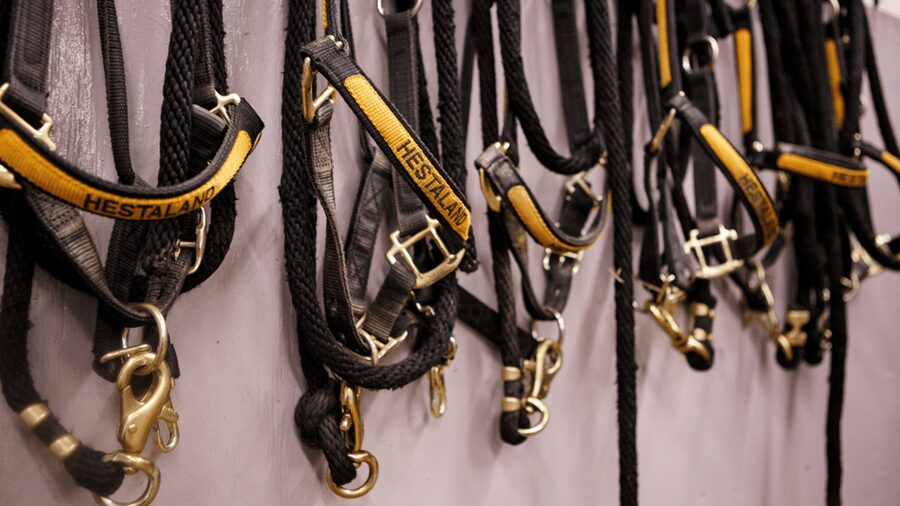 Borgarnes: Horseback Riding Tour with Prep Lesson - A gentle introduction to Icelandic horseback riding