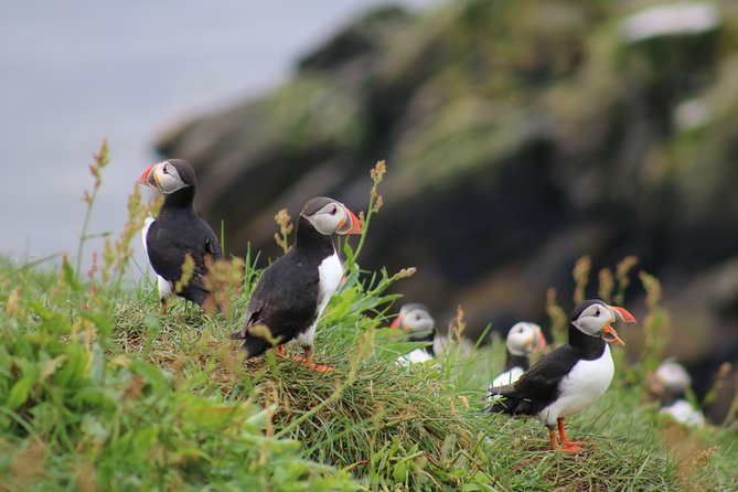 Classic Puffin Watching Cruise from Downtown Reykjavík - Puffins within 15 minutes of Reykjavík Harbour
