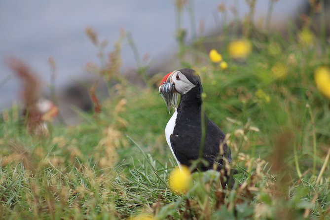 Classic Puffin Watching Cruise from Downtown Reykjavík - Why the one-hour format works