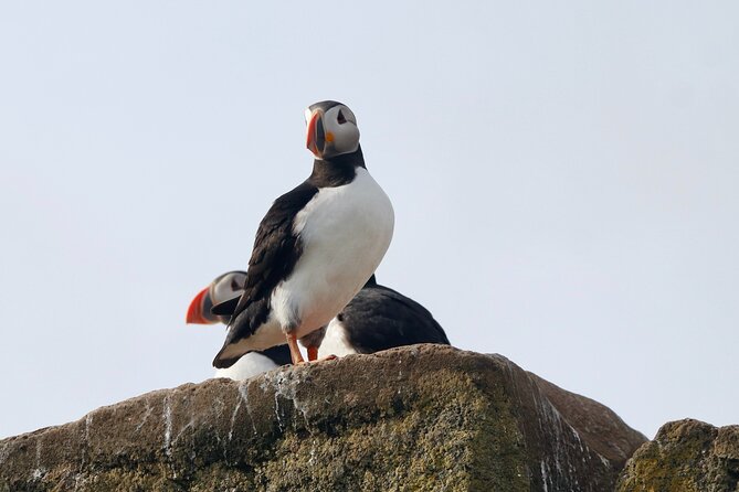 Classic Puffin Watching Cruise from Downtown Reykjavík - Weather, seas, and the best time to go