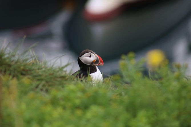 Classic Puffin Watching Cruise from Downtown Reykjavík - Photography: bring reach, not just enthusiasm
