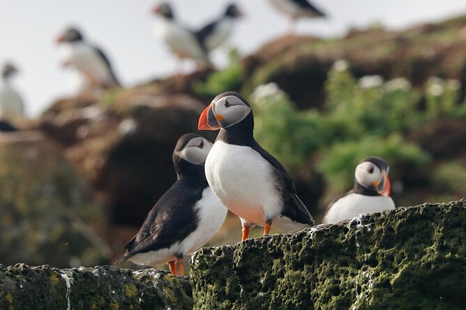 Classic Puffin Watching Cruise from Downtown Reykjavík - The boat, the guide, and the viewing routine