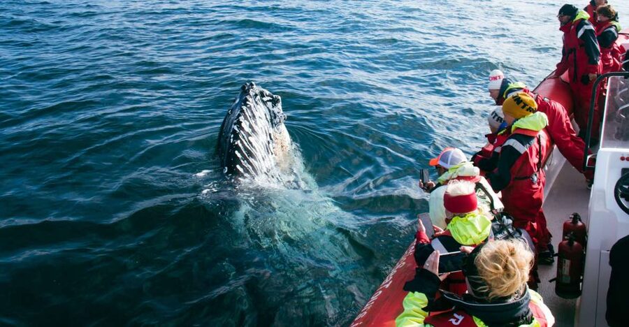 Dalvík: Whale Watching Speedboat Tour - Key points at a glance