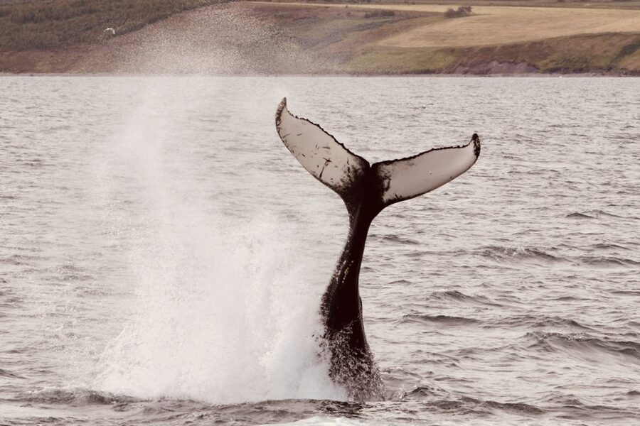 Dalvík: Whale Watching Speedboat Tour - Who should book this Dalvík tour?