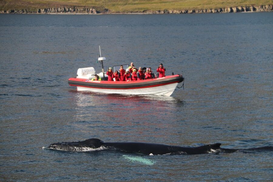 Dalvík: Whale Watching Speedboat Tour - Setting out from Dalvík into Eyjafjordur