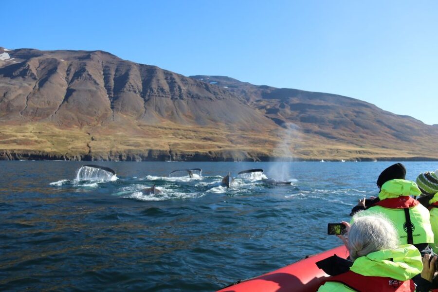Dalvík: Whale Watching Speedboat Tour - The first 30 minutes: mountains, water, and watchful eyes