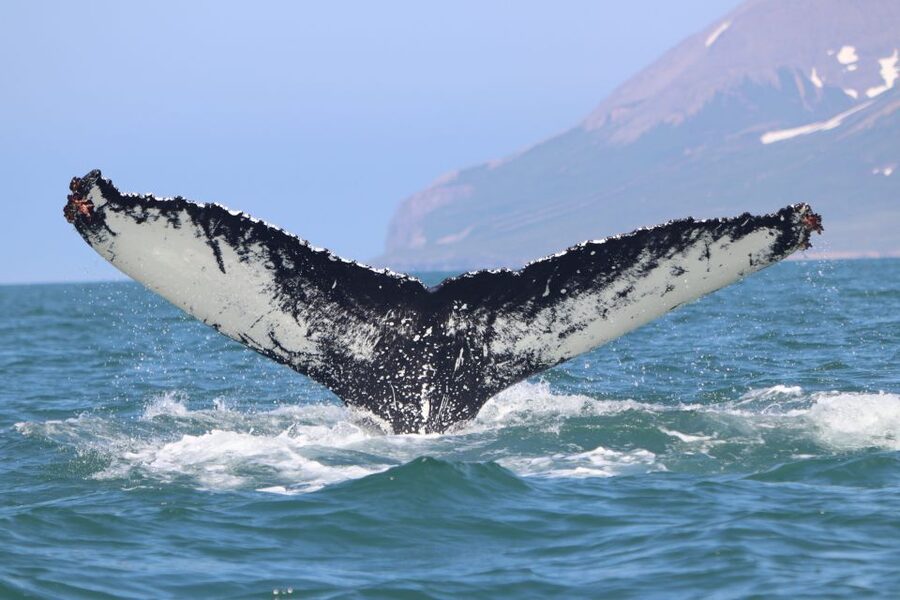 Dalvík: Whale Watching Speedboat Tour - The central 45 minutes: whale and dolphin watching