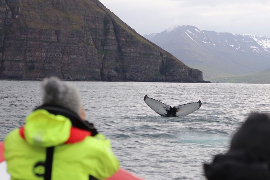 Dalvík: Whale Watching Speedboat Tour - Puffins and other summer wildlife