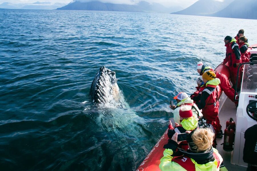 Dalvík: Whale Watching Speedboat Tour - Returning through the fjord