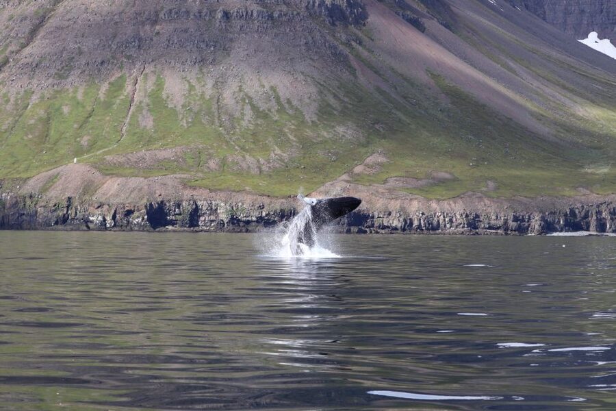 Dalvík: Whale Watching Speedboat Tour - What $165 buys you