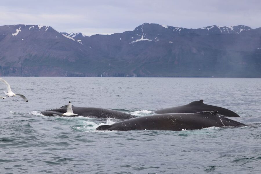 Dalvík: Whale Watching Speedboat Tour - Cold-weather planning for a fast boat