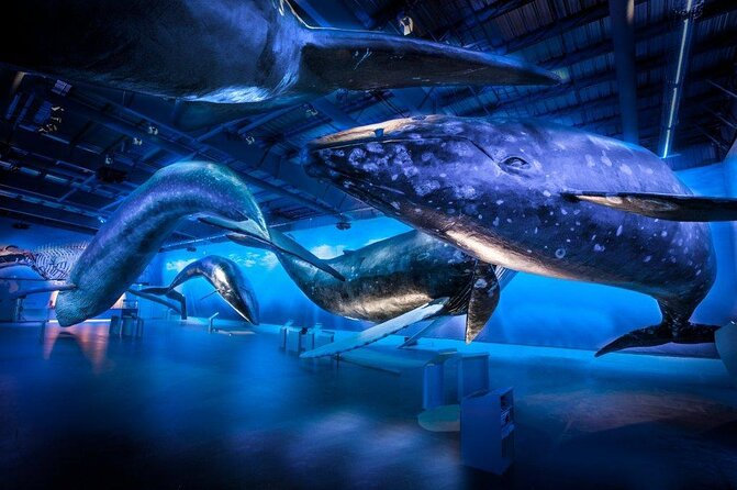 Deluxe Whale Watching and Whales of Iceland Exhibition Combo from Reykjavik - Leaving Reykjavik’s Old Harbour at 1 p.m.