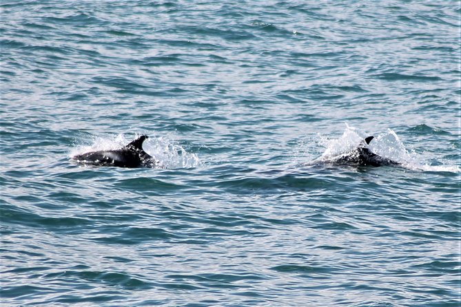 Deluxe Whale Watching and Whales of Iceland Exhibition Combo from Reykjavik - What the boat ride is really like
