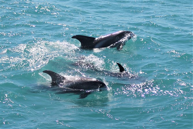 Deluxe Whale Watching and Whales of Iceland Exhibition Combo from Reykjavik - Is the $120 price fair?