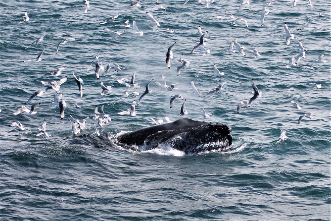Deluxe Whale Watching and Whales of Iceland Exhibition Combo from Reykjavik - Weather, cancellations, and the practical fine print