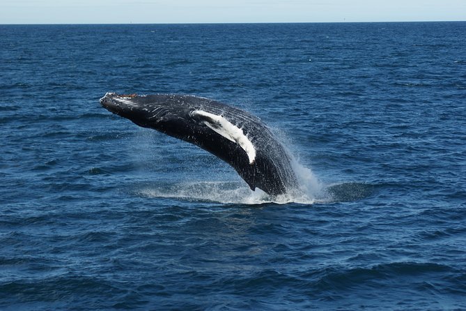 Deluxe Whale Watching and Whales of Iceland Exhibition Combo from Reykjavik - FAQ