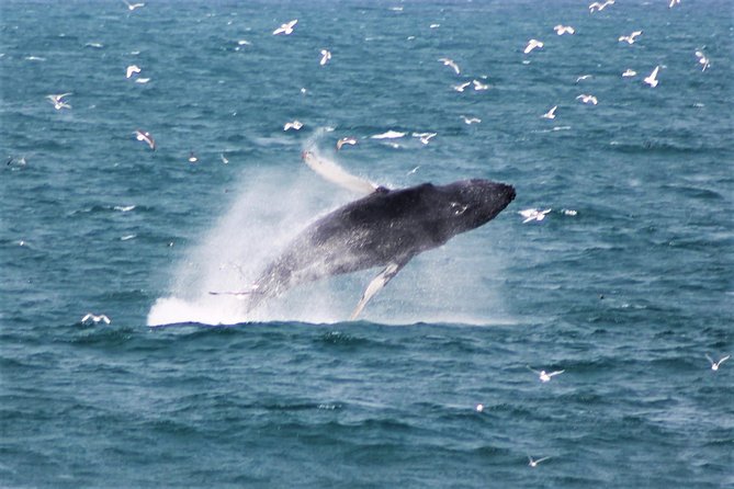 Deluxe Whale Watching and Whales of Iceland Exhibition Combo from Reykjavik - The Whales of Iceland exhibition adds real value