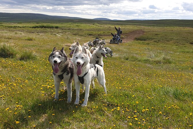Dog Sledding and Mushing Experience by Siberian Husky in Iceland - Key points before you book