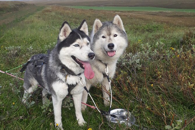 Dog Sledding and Mushing Experience by Siberian Husky in Iceland - Arriving at Snow Dogs in Vallholt