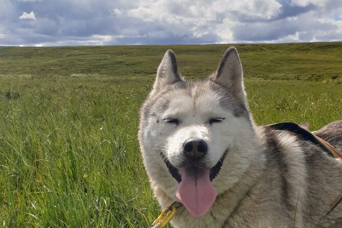 Dog Sledding and Mushing Experience by Siberian Husky in Iceland - Meeting the Siberian Huskies before the run