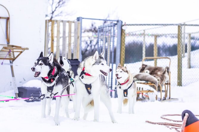 Dog Sledding Tour near Akureyri - Meeting the huskies near Akureyri