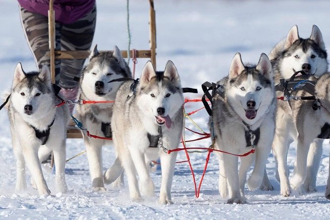 Dog Sledding Tour near Akureyri - Why the four-person limit matters