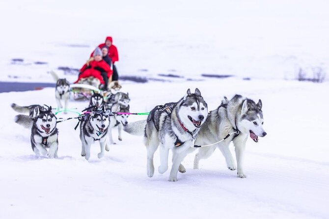 Dog Sledding Tour near Akureyri - What the $468.09 price really covers