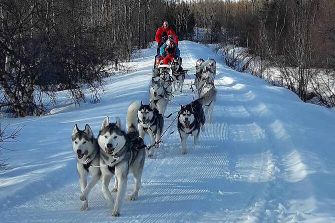 Dog Sledding Tour near Akureyri - Who should book this Akureyri dog sledding tour?