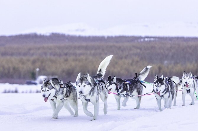 Dog Sledding Tour near Akureyri - Practical details for a smoother visit