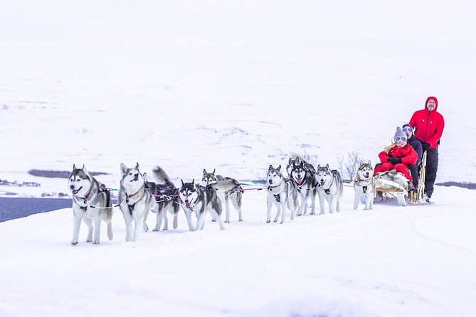 Dog Sledding Tour near Akureyri - Cuddle time is not an afterthought