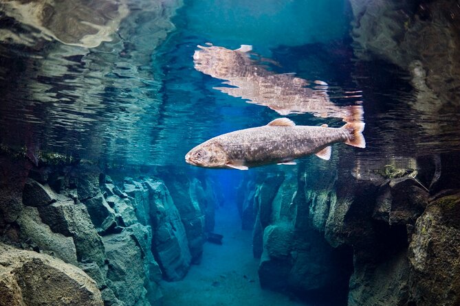 Double Snorkeling Adventure near Húsavík in North Iceland - Fitness, age, and equipment limits