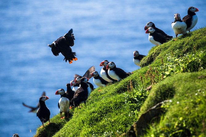 Exclusive Westman Islands Adventure - A Private Day Tour - Why the Westman Islands deserve a full day