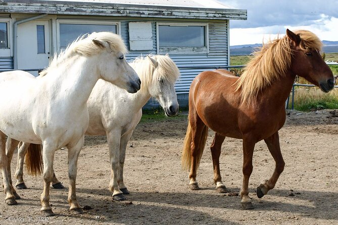 Experience Countryside of Iceland by Horseback Riding - Riding across fields, moors, and lava