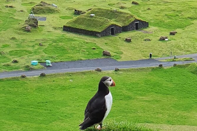 Eyjascooter Puffin Tour in Iceland - Key points to know before booking
