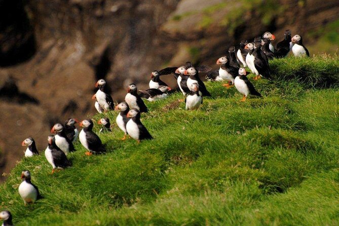 Eyjascooter Puffin Tour in Iceland - The ride across Heimaey