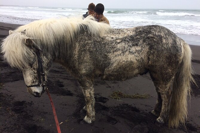Family Horse Riding Tour in Thorlakshofn - Strandakirkja and the Atlantic coast