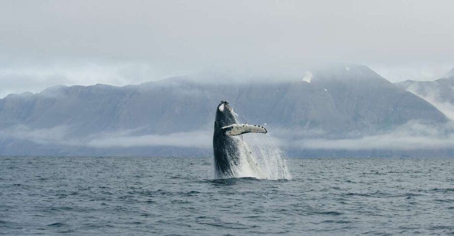 From Dalvik: Arctic Whale Watching in Northern Iceland - Key points to know before you go