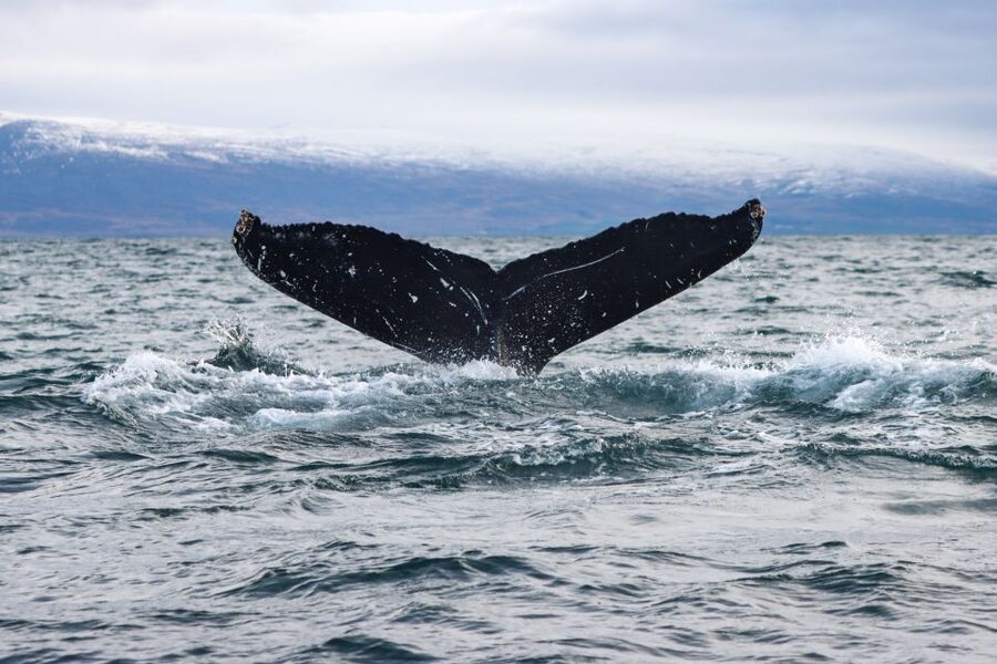 From Dalvik: Arctic Whale Watching in Northern Iceland - Weather, clothing, and comfort
