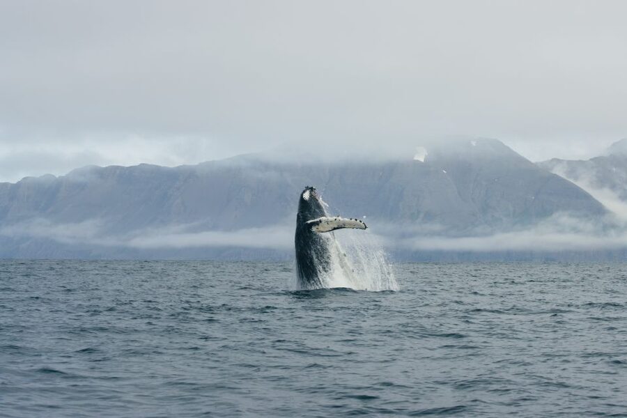 From Dalvik: Arctic Whale Watching in Northern Iceland - Forty-five minutes of mountains and open water