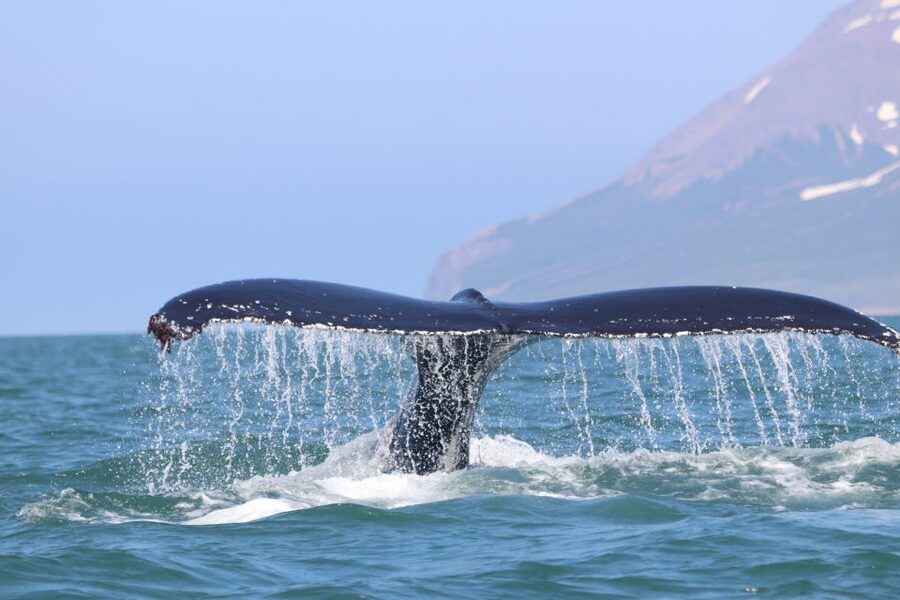 From Dalvik: Arctic Whale Watching in Northern Iceland - The main wildlife period in Eyjafjörður