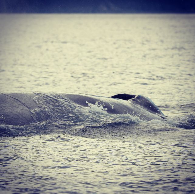 From Dalvik: Arctic Whale Watching in Northern Iceland - Another forty-five minutes to follow the animals