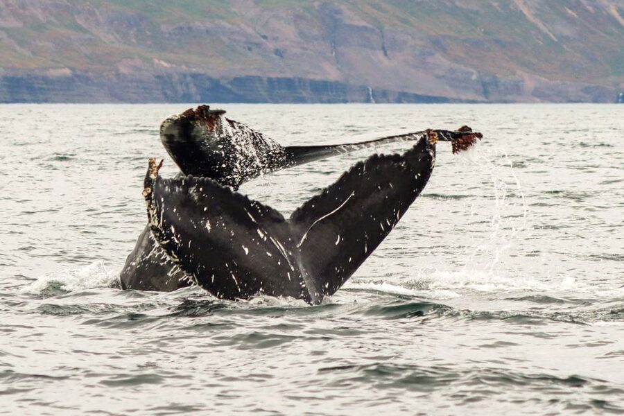 From Dalvik: Arctic Whale Watching in Northern Iceland - The final fifteen minutes and the warm return