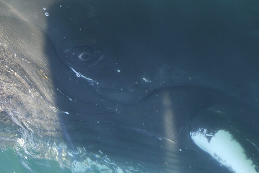 From Dalvik: Arctic Whale Watching in Northern Iceland - Boats, group size, and possible upgrades