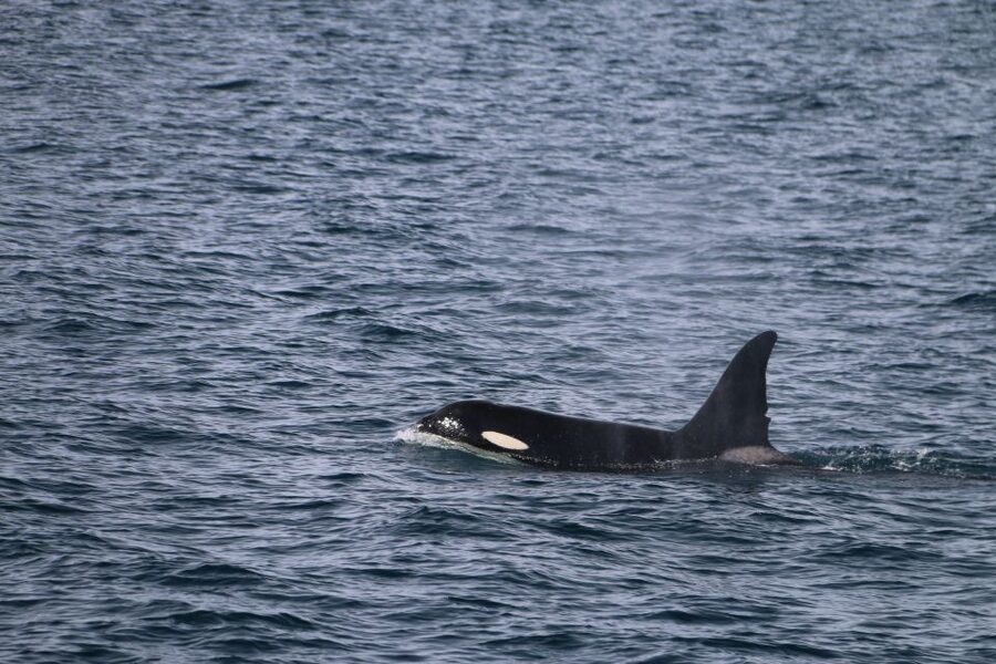 From Dalvik: Arctic Whale Watching in Northern Iceland - Is $94 a good price?